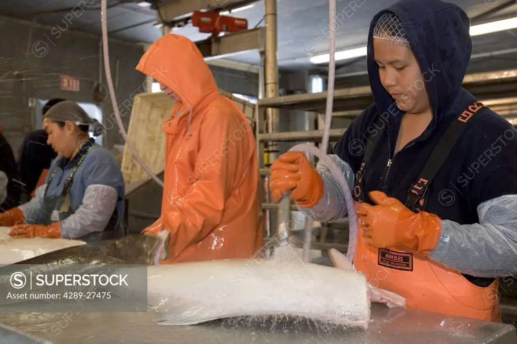 Aleut AK Natives Process Halibut @ Atka Pride Seafoods Atka AK SW