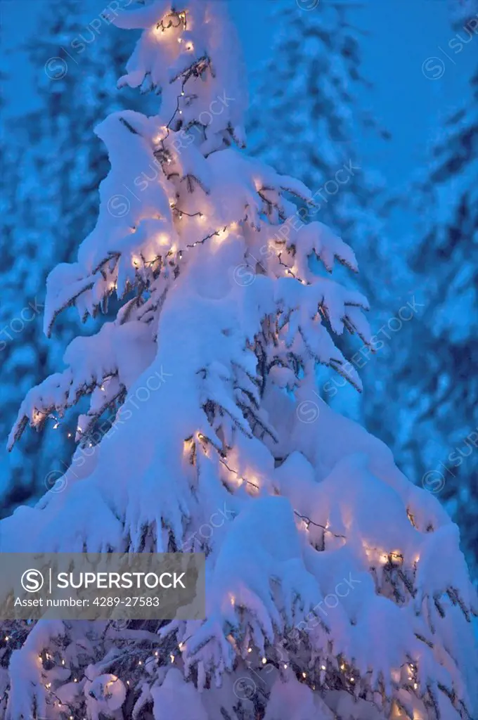 Snowcovered tree outdoors lit with Christmas lights, Alaska