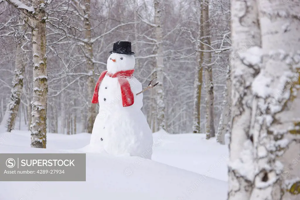 Snowman wearing a scarf and black top hat standing in a snow covered birch forest, Russian Jack Springs Park, Anchorage, Southcentral Alaska, Winter