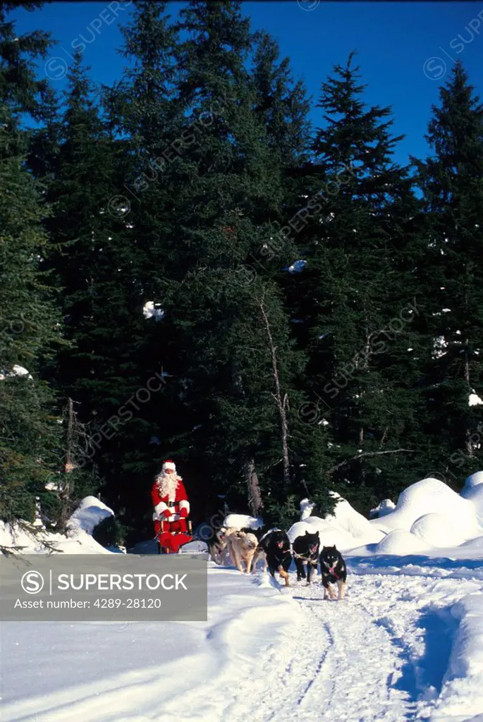 Santa Claus Mushing Dogs Woods Winter Southcentral AK