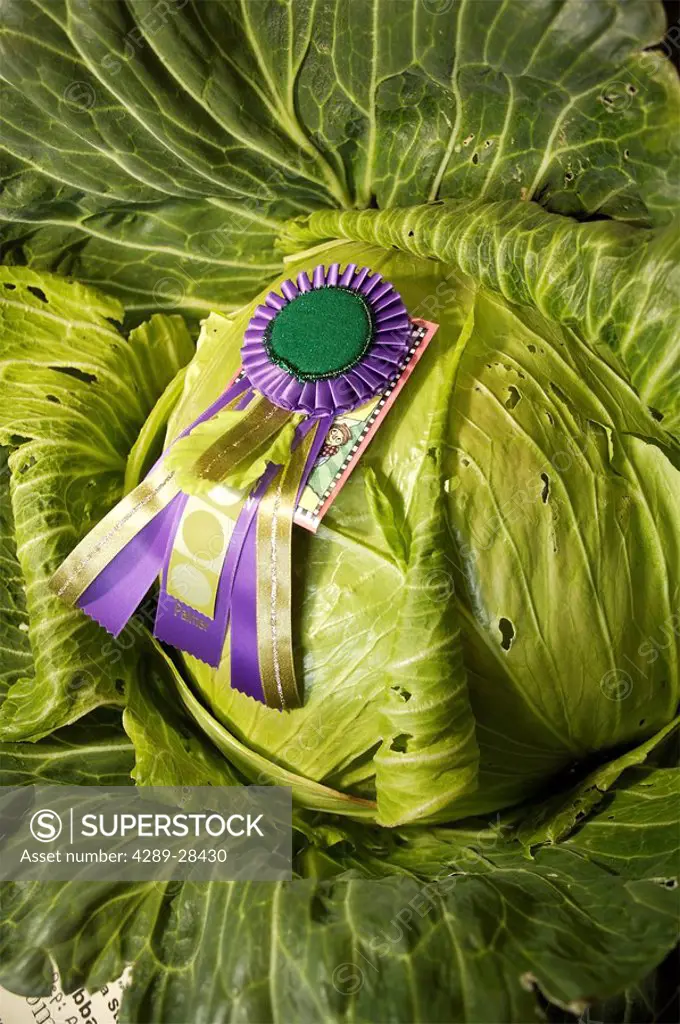 Close up of award winning giant cabbage at Alaska State Fair