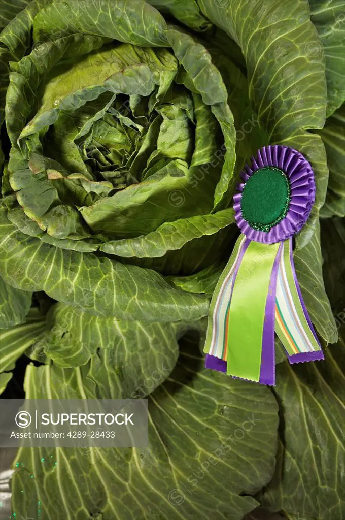 Close up of champion Giant cabbage at the Alaska State Fair in Palmer, Alaska