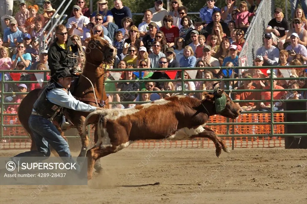 Cowboy attempts to rope a cow during the rodeo at the Alaska State Fair in Palmer, Alaska