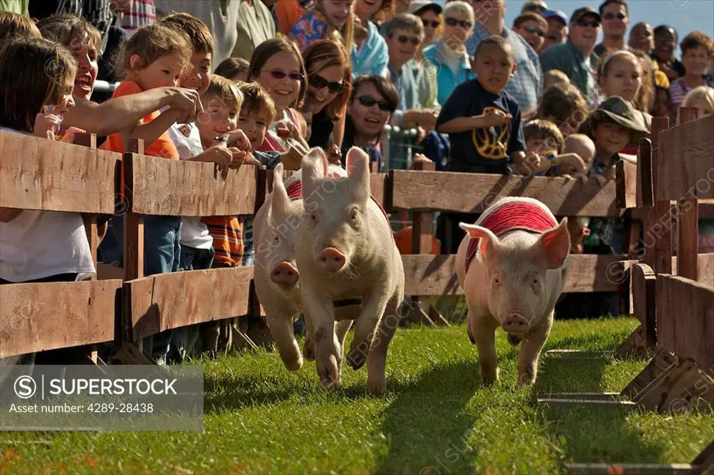 Spectators watch pigs race at the Alaska State Fair in Palmer. Summer in Southcentral Alaska