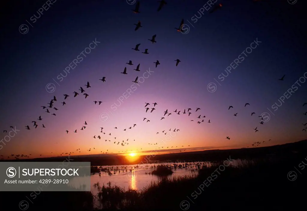 Sunrise Canadian Geese migrating flying over marsh summer scenic