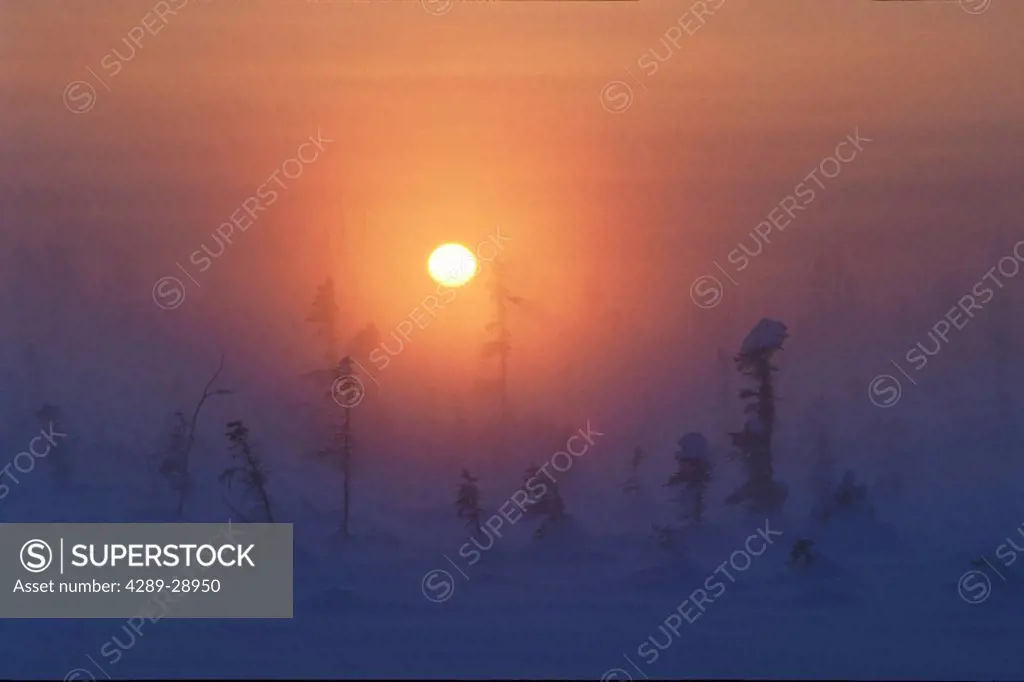 Spruce Tree Swamp at Sunset ANC Intrl Airport Winter AK Southcentral