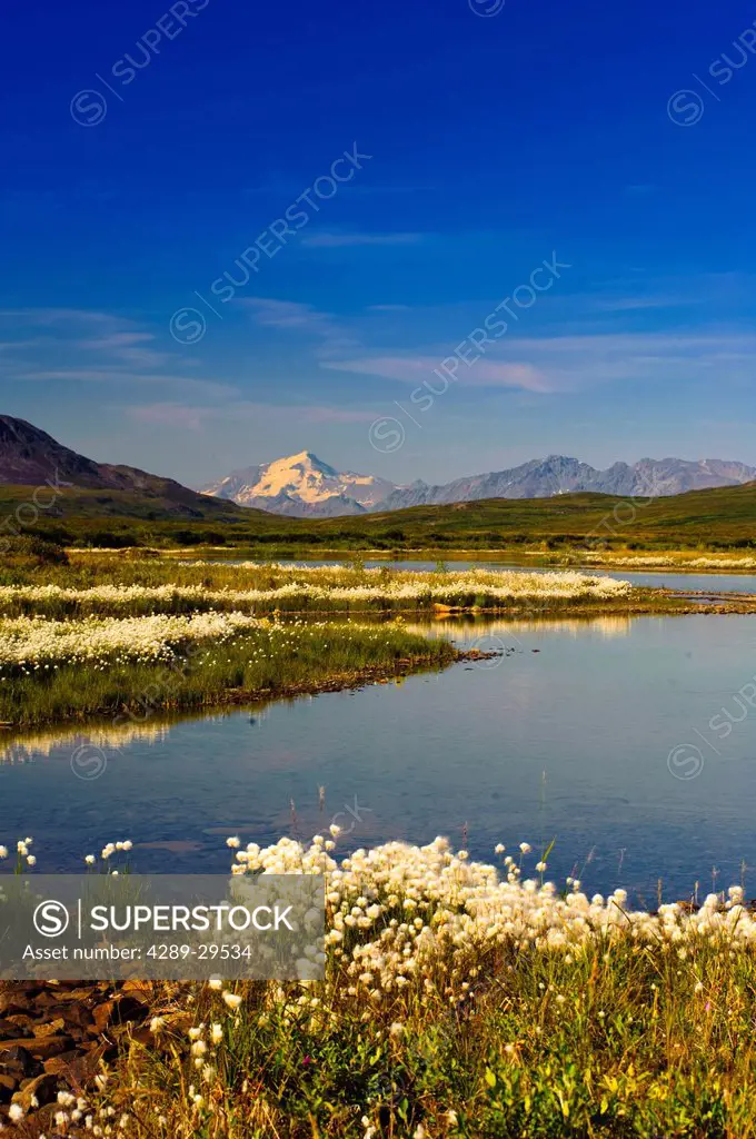 View of the Alaska Range from the Denali Highway with cotton grass in the foreground, Interior Alaska, Summer