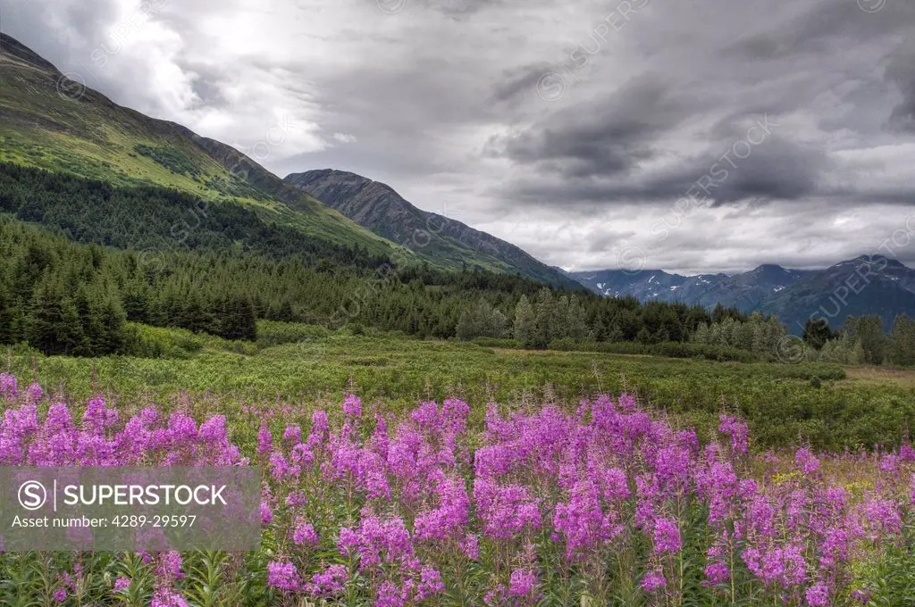 View of fireweed blooms in Turnagain Pass, Kenai Peninsula, Southcentral Alaska, Summer, HDR image