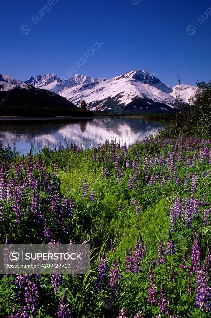 Nootka Lupine Placer River Kenai Mtns Southcentral AK summer scenic
