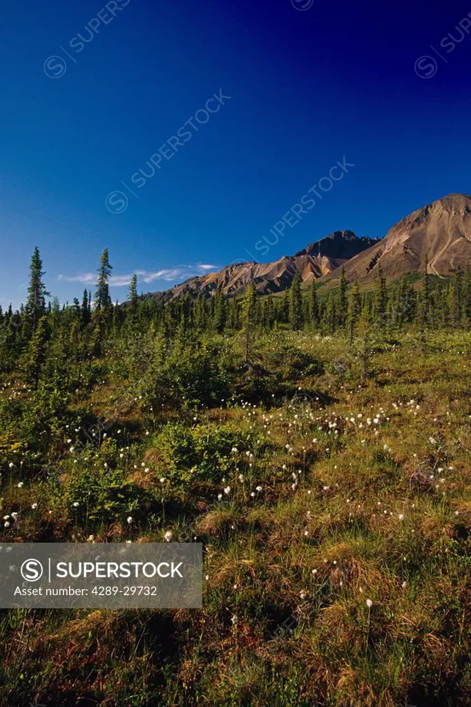 Wrangell Mtns & Tundra w/Cotton Grass SC AK Summer Wrangell_St Elias NP