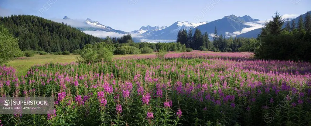 Field of Fireweed with Coast Mountains and Mendenall Glacier in background near Juneau Alaska in the Summer
