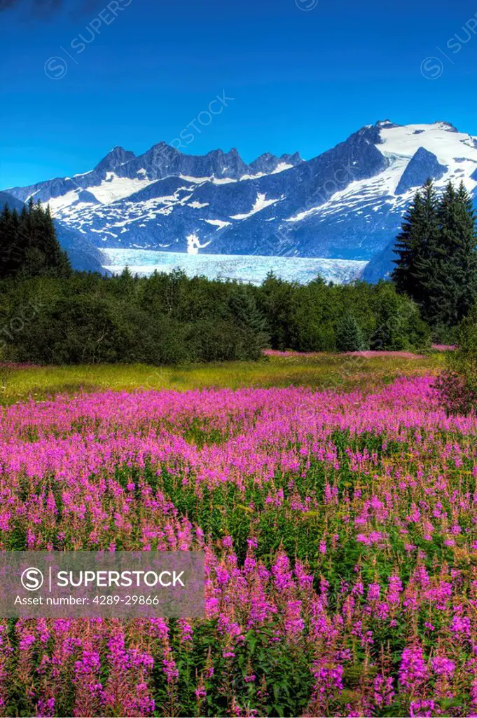 View of the Mendenhall Glacier with a field of Fireweed in the foreground, Southeast, Alaska Summer, HDR image