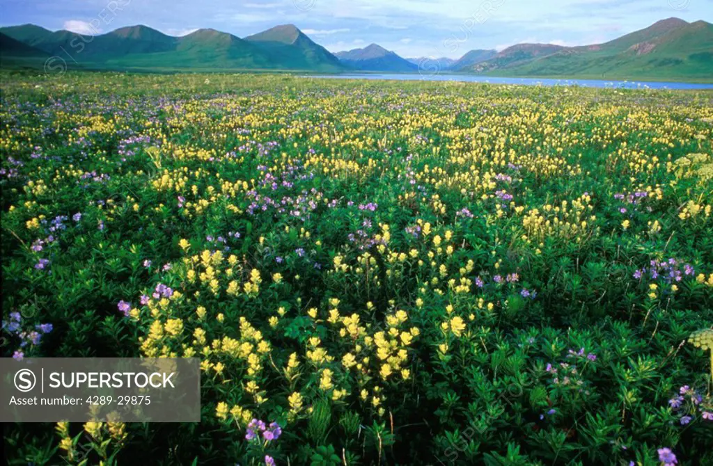 Indian paintbrush wild geranium plants Kodiak AK Alaska Olga Bay