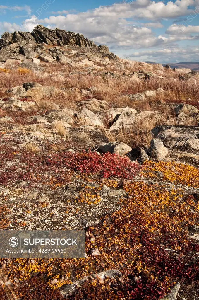 Autumn colors of tundra on the rocky landscape at Finger Mountain along the Dalton Highway, Interior Alaska, Fall