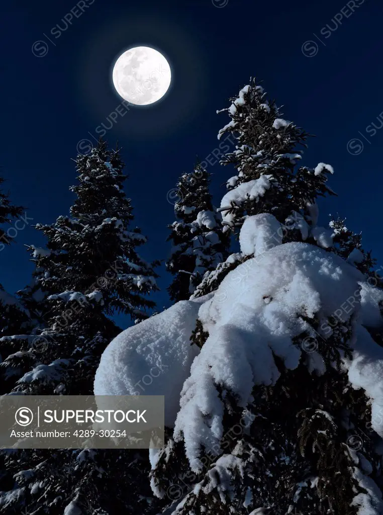 Heavy snow laden spruce trees in the moonlight of a full moon near UAA Arts building in Anchorage, Southcentral Alaska, Winter, COMPOSITE