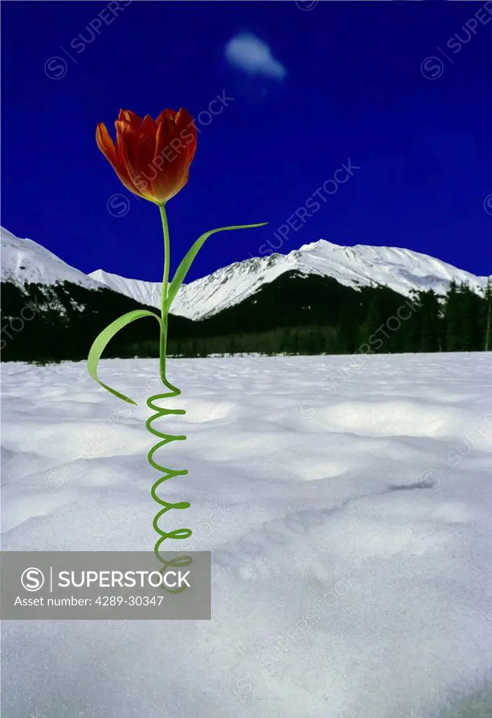 Tulip in snowfield spring Alaska Digital Original