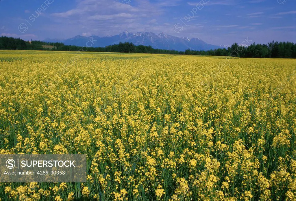 Wildflower field Talkeetna Mtns Matanuska Valley SC AK