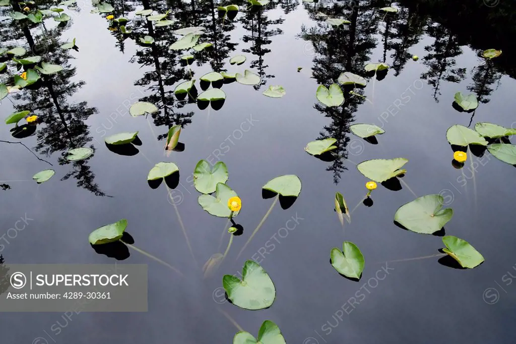 Forest reflects in still pond full of yellow pond lilies Fords_Terror Wilderness Area SE Alaska