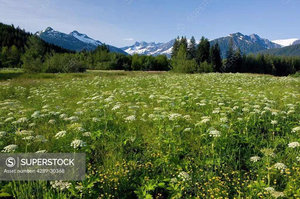 Cow Parsnip and Buttercup bloom in a meadow with the Mendenhall Towers and Coast Mountains in the background, Southeast, Alaska.