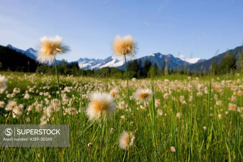Alaska Cotton Grass in bloom in a meadow with the Mendenhall Towers and Coast Mountains in the background, Southeast, Alaska.