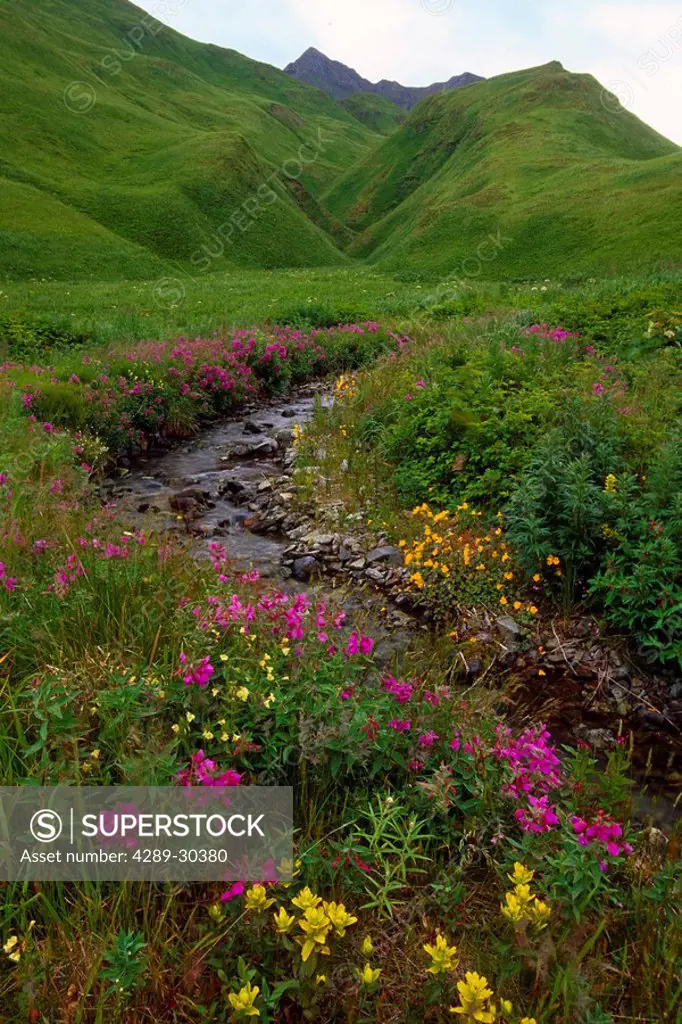 Wildflowers along stream on Unalaska Island Alaska Summer