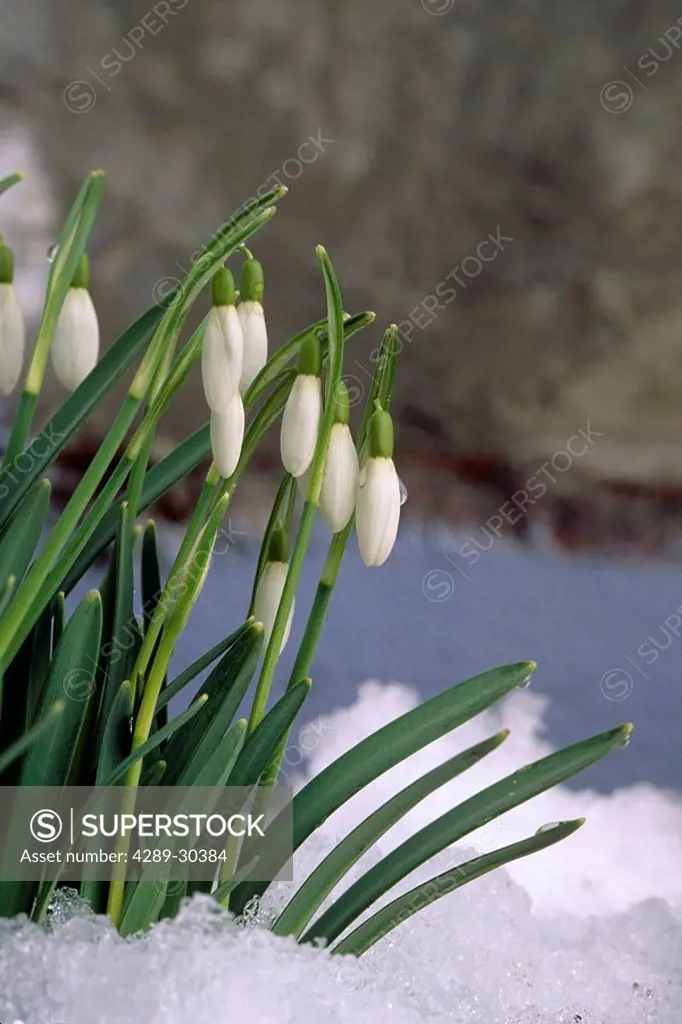 Snowdrop flowers bloom in spring snow Kodiak SW AK