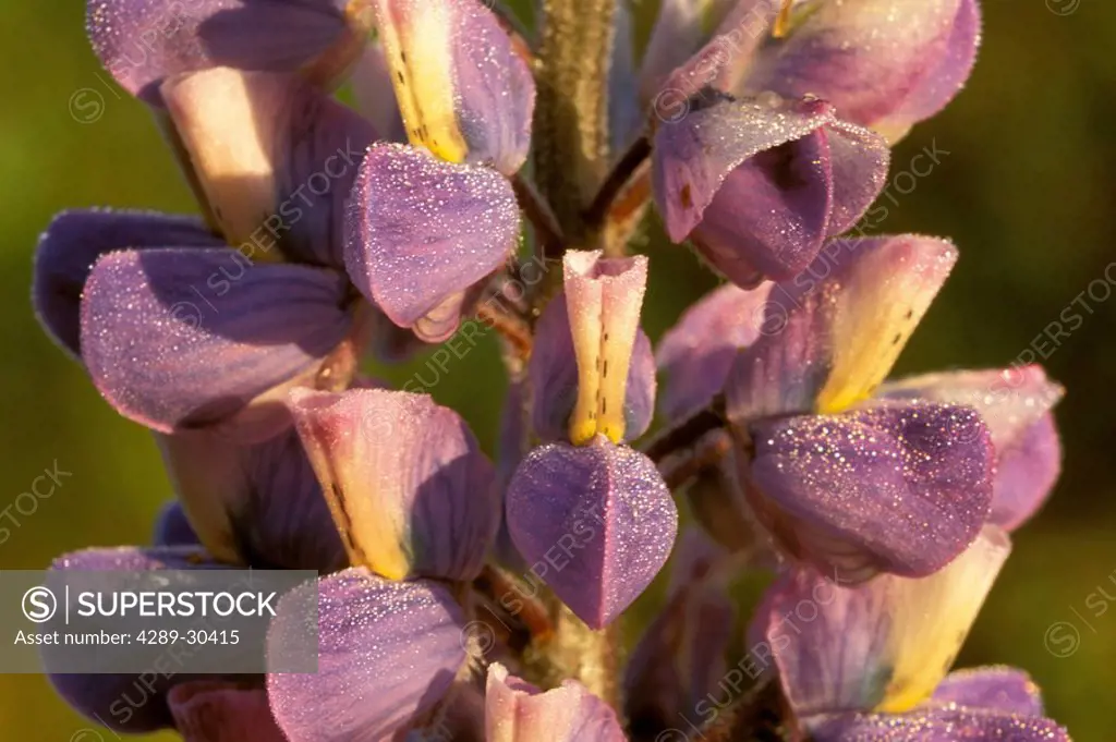 Close Up of Lupine Bloom w/Dew Turnagain Pass KP AK Summer