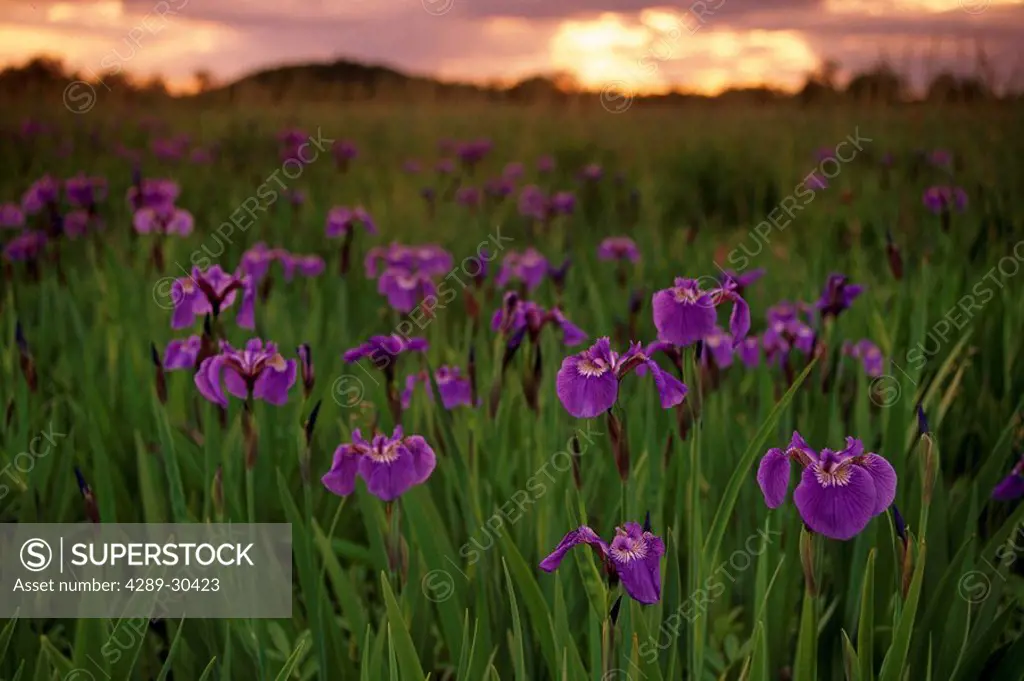 Wild Iris Blooms on Palmer Hayflats @ Sunset SC AK Summer Mat_Su Valley