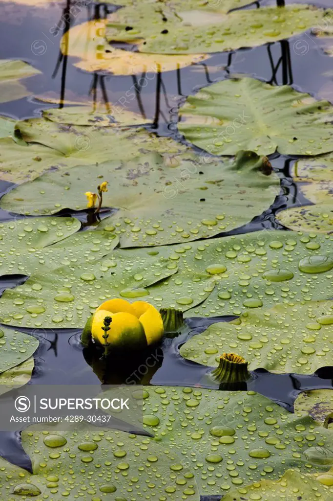 Lilly pad with raindrops on a small pond off the McCarthy Road, Southcentral Alaska