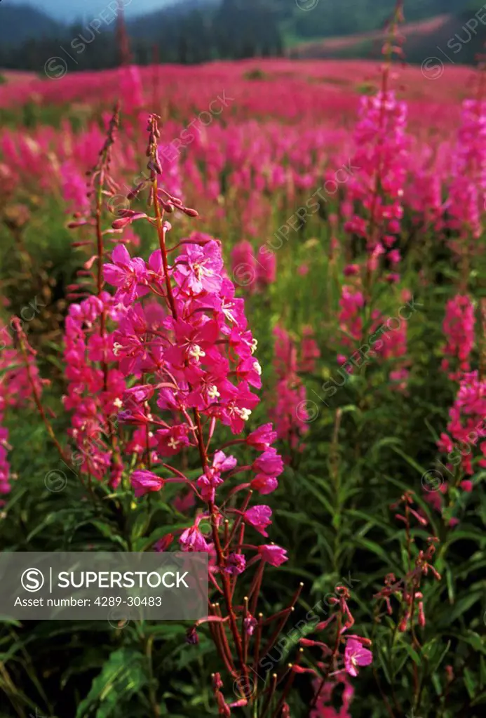 A field of Fireweed in full bloom in the Hidden Hills on the North Fork Road, Kenai Peninsula, Alaska