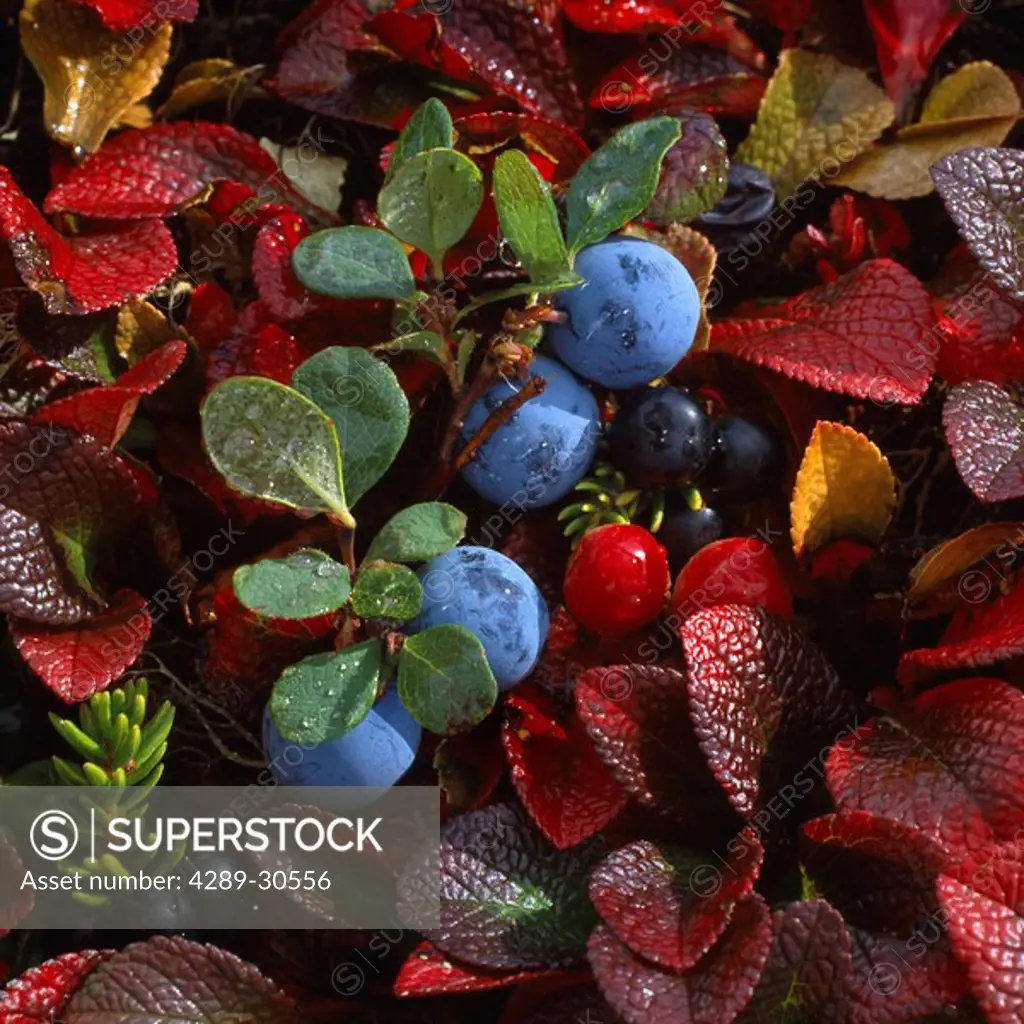 Closeup of wild blueberries cranberries & crowberries on tundra off Denali Hwy Southcentral Alaska Autumn