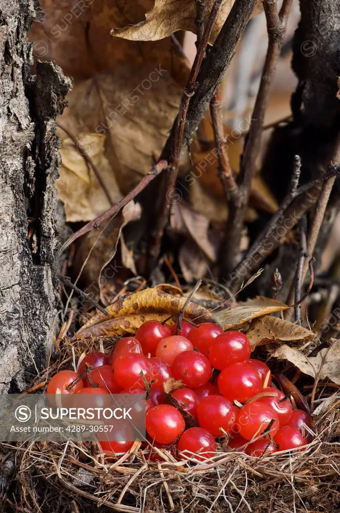 High bush cranberries collected in small nest by birds, Alaska