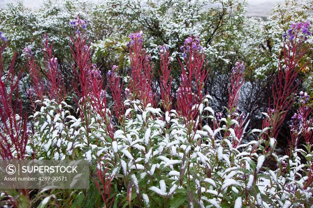 Late August snow covers blooming fireweed in Denali National Park, Interior Alaska