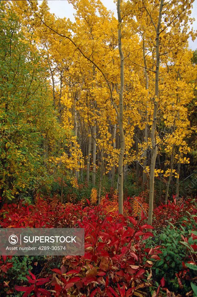 Autumn Foliage in Aspen Forest, Yukon Territory Canada