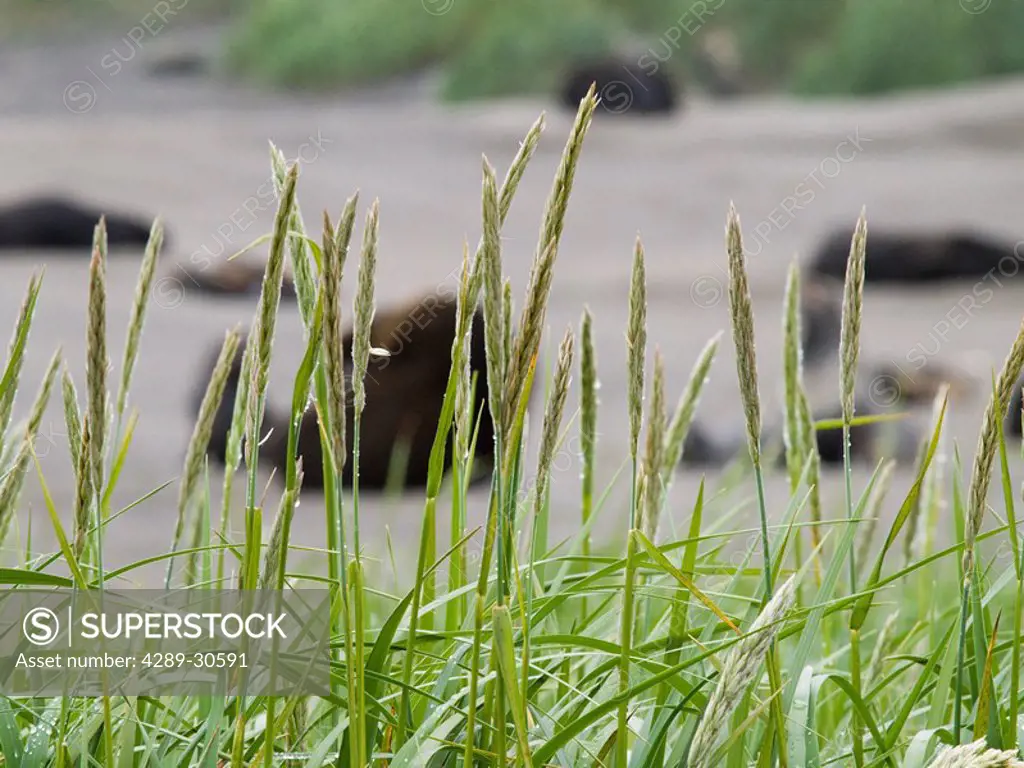 Detail of grass in front of Northern Fur Seal haul out, St. Paul Island, Southwest Alaska