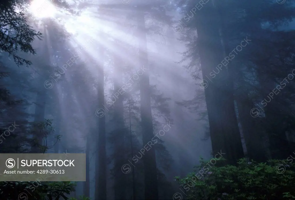 Sunlight Shafts Redwood Tree Redwood Natl Park California Shining