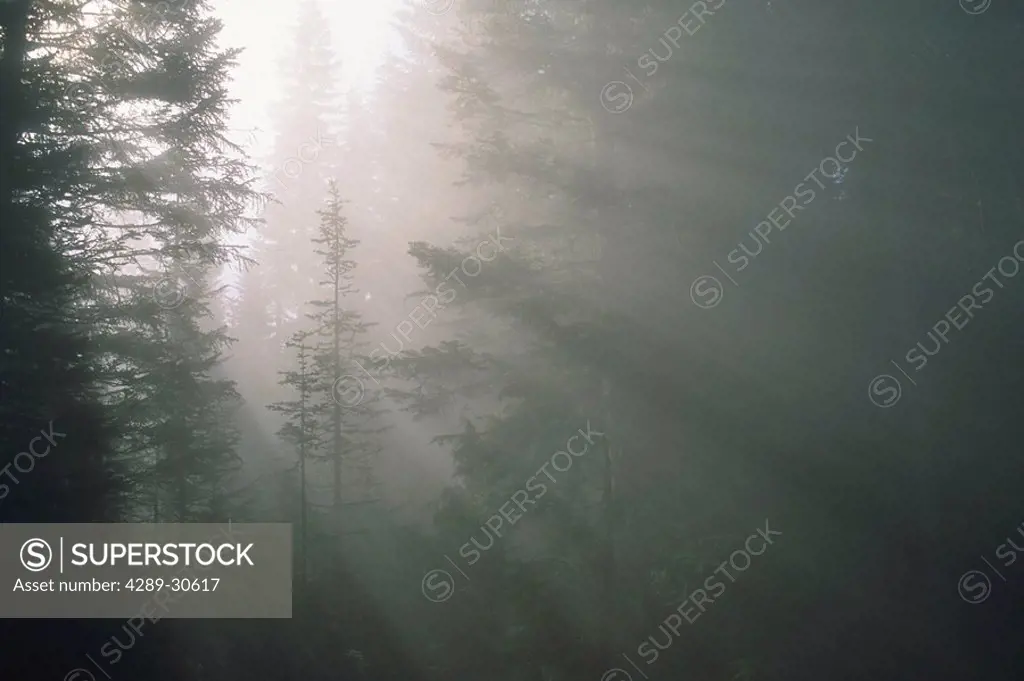 Light shining through trees Ranier Natl Park Washington summer scenic