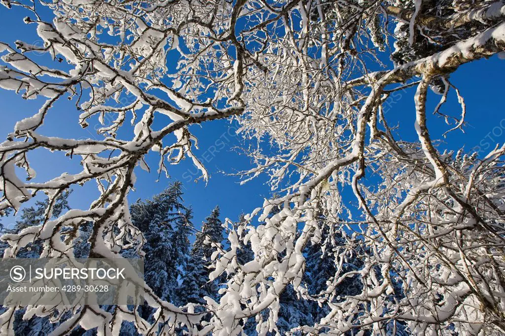 Snowcovered deciduous trees in the Tongass National Forest, Southeast Alaska.
