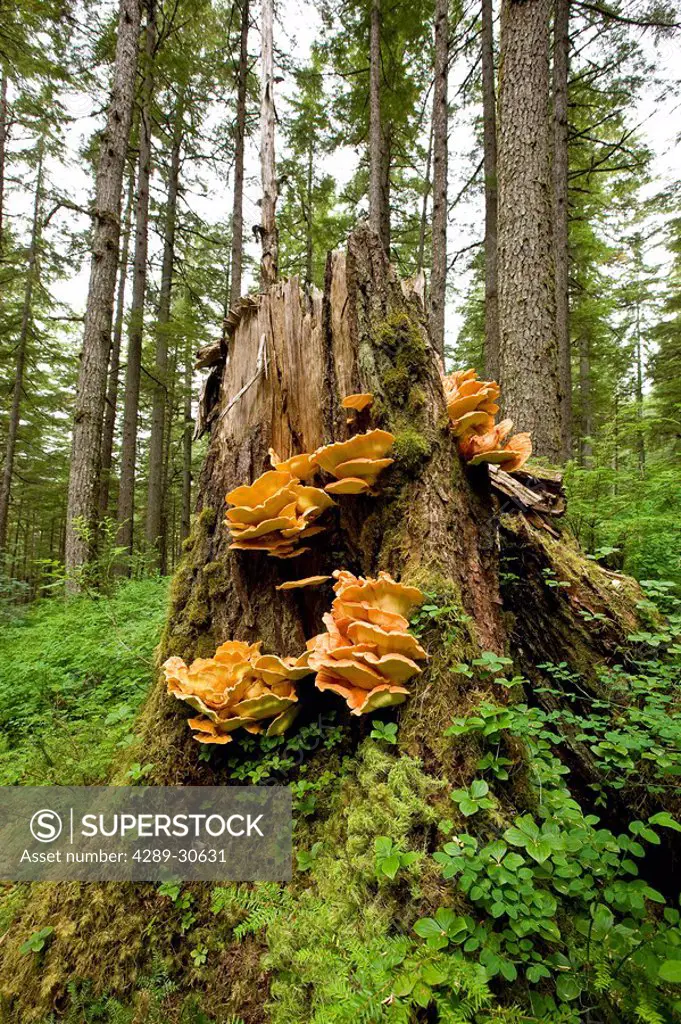 Chicken Mushrooms grow on the side of an old growth tree in the Tongass National Forest, Alaska