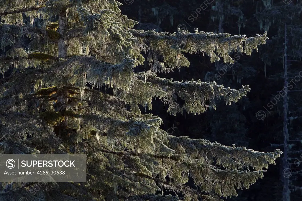 Frost covered Spruce tree is back_lit by the morning light, Tongass National Forest, Inside Passage, Southeast Alaska, Winter