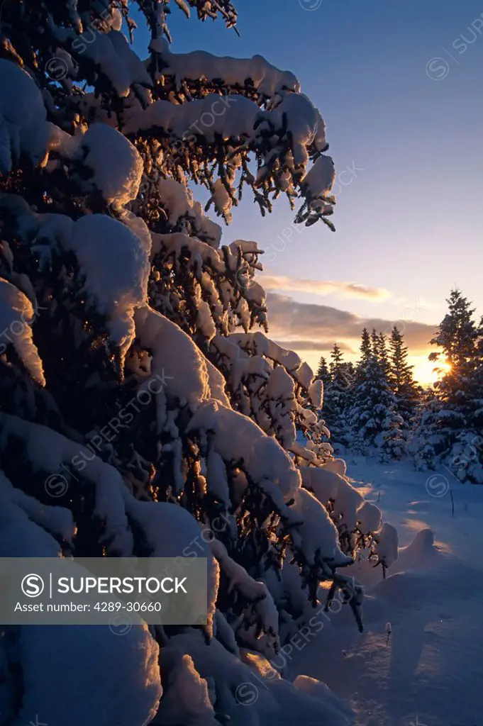 Kenai Peninsula Alaska Winter Sunrise Trees Snow Cloud Close_up Sun Sky