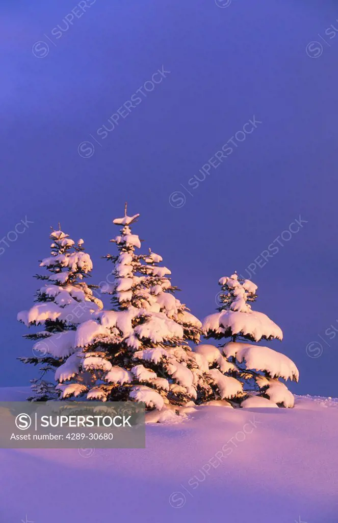 Snowcovered Spruce Trees Pt Woronzof Anchorage SC Alaska winter scenic