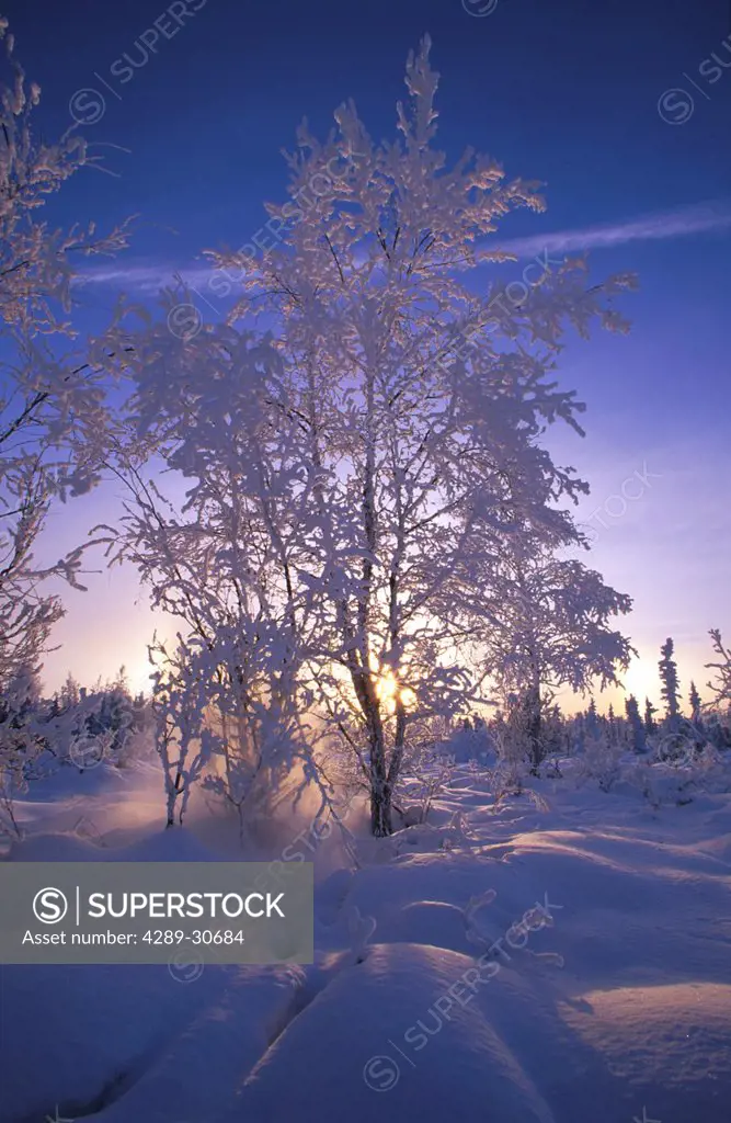 Hoar Frost Covered Trees @ Sunset in Anchorage SC AK Winter Snow