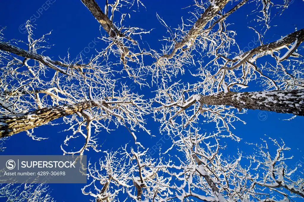 Abstract of snow covered cotttonwood trees against a blue sky, Arctic Valley, Alaska