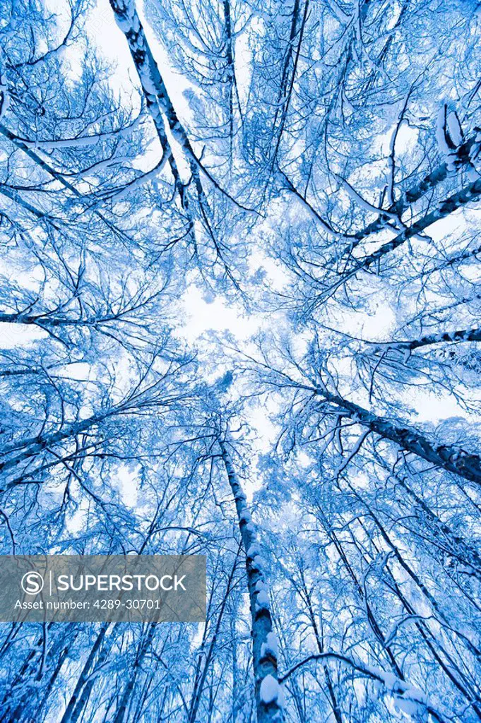 Tree top abstract of a snow covered Birch forest, winter, Anchorage, Alaska