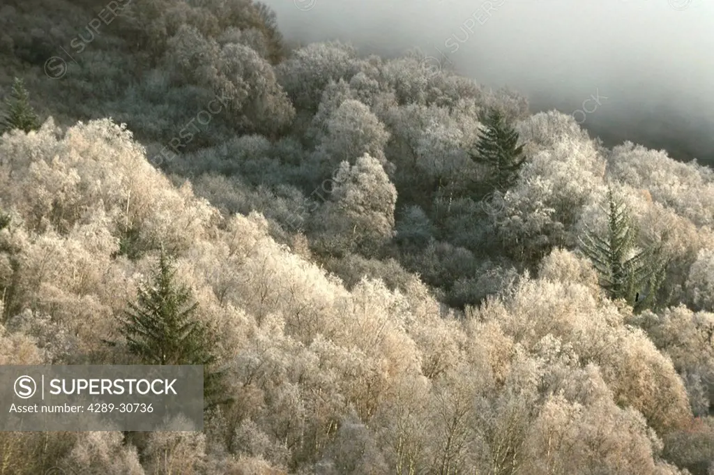 Frosted Birch w/Spruce on Turnagain Hillside SC AK Fall