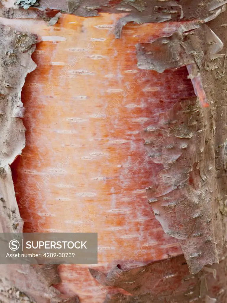 Close up of a Birch tree trunk with peeling bark, Alaska