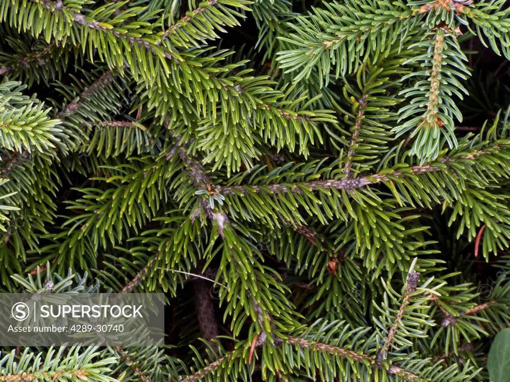 Close up of spruce tree needles, Alaska