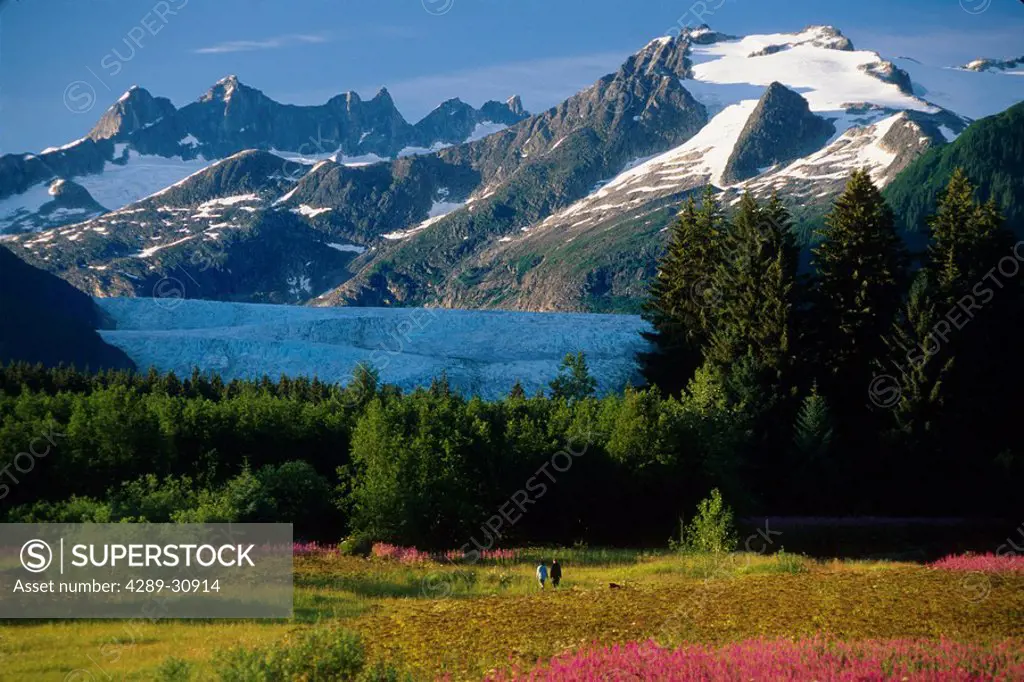 Field of Fireweed near Mendenhall Glacier SE Alaska summer scenic w/&w/o people