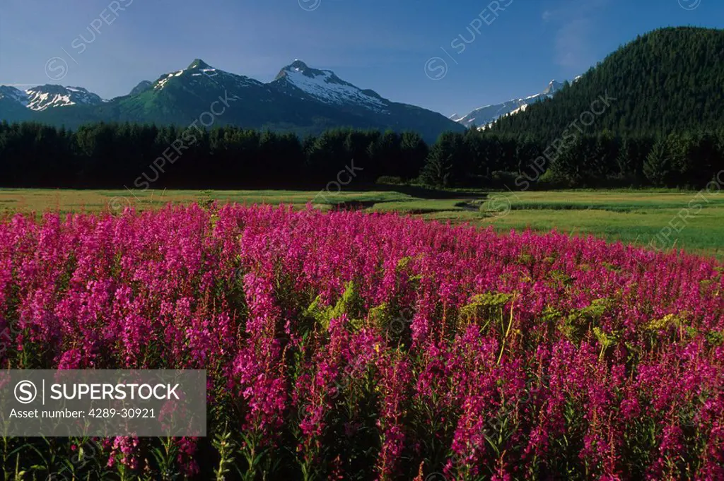 Fireweed & Mountains w/ Mendenhall Glacier in Bkgrnd